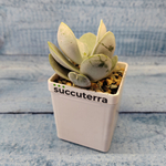 Adromischus Leucophyllus (Адромискус)