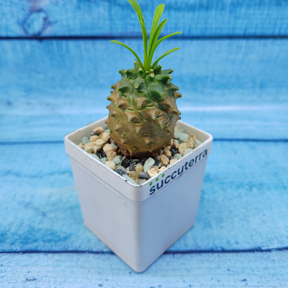 Euphorbia Gabizan (Эуфорбия)