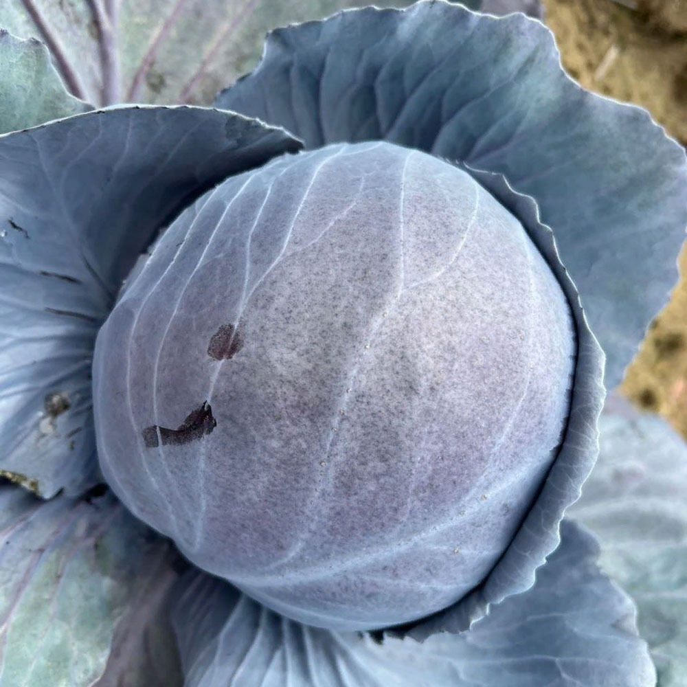 Омеро F1 семена капусты краснокочанной (Bejo / Бейо)