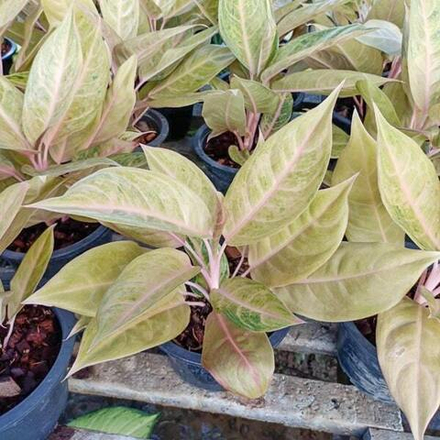 Аглаонема MULAN