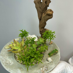 «Коралловый остров» композиция из суккулентов в бетоне