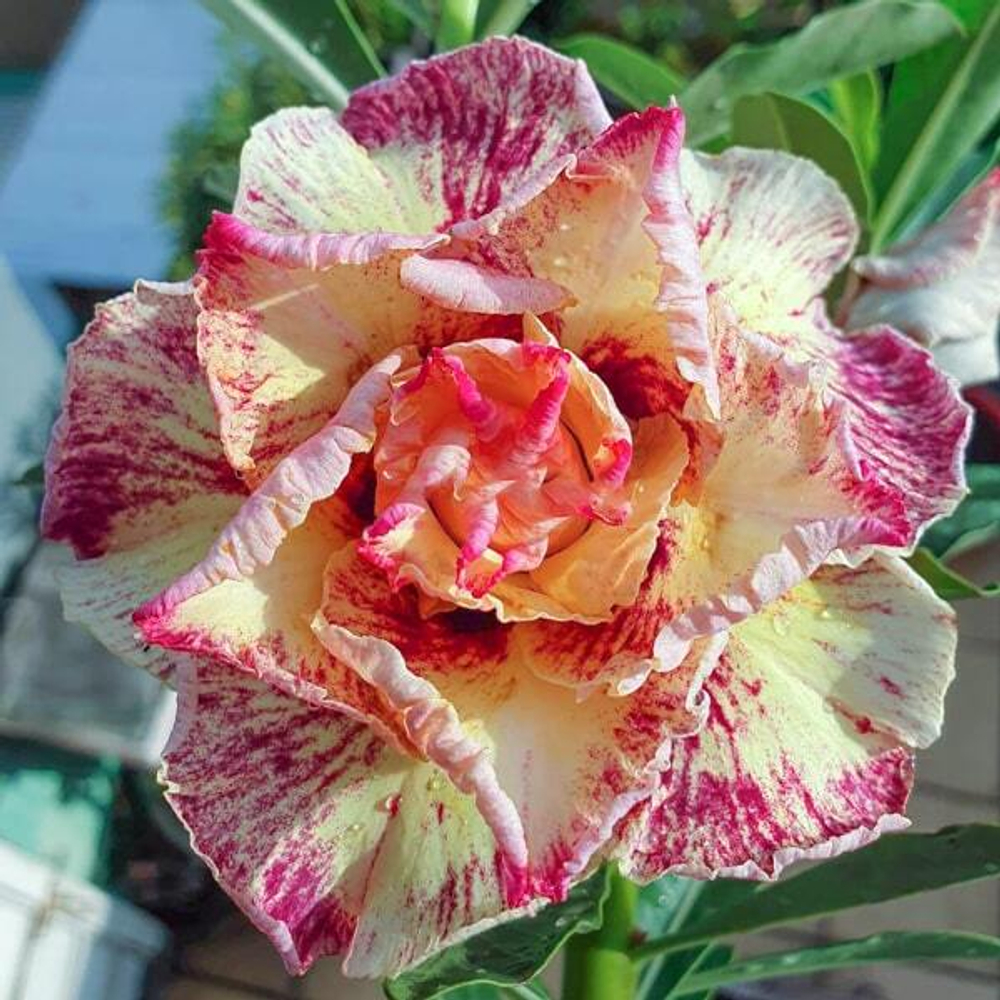 Адениум обесум 284 X90