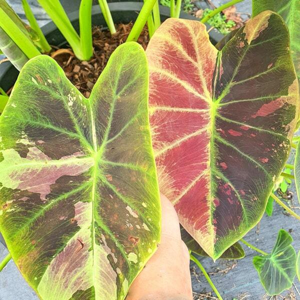 Колоказия MANGOUSTEEN