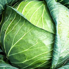 Пруктория F1 семена капусты белокочанной (Syngenta / Сингента)