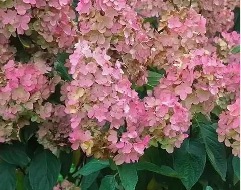 Гортензия метельчатая ПИНК ДАЙМОНД (Hydrangea paniculata «Pink Diamond») (ЗКС)