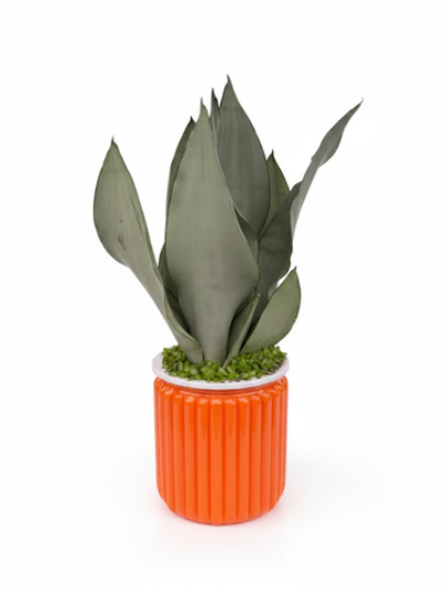 Сансевиерия Mini Forest д.12