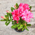 Адениум обесум GEVARIN