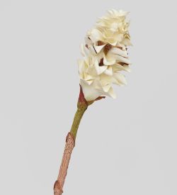 TR 566M Цветок имбиря