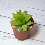 Haworthia Turgida (Хавортия)