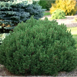 Сосна pinus mugo Mops