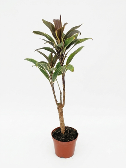 Кордилина fruticosa д.9