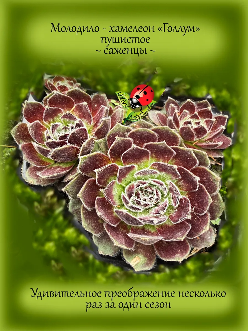 Молодило Голлум хамелеон каменная роза