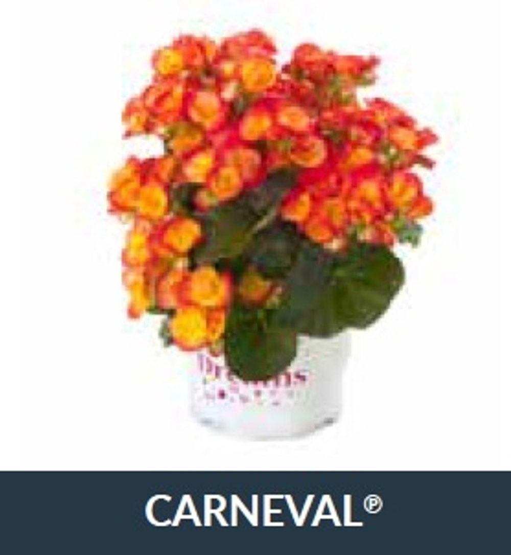 Бегония Ilona Carneval ОКС Укорененный черенок