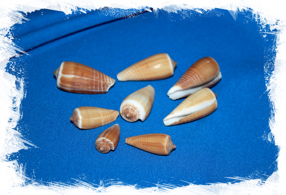 Ракушки Конус Магус