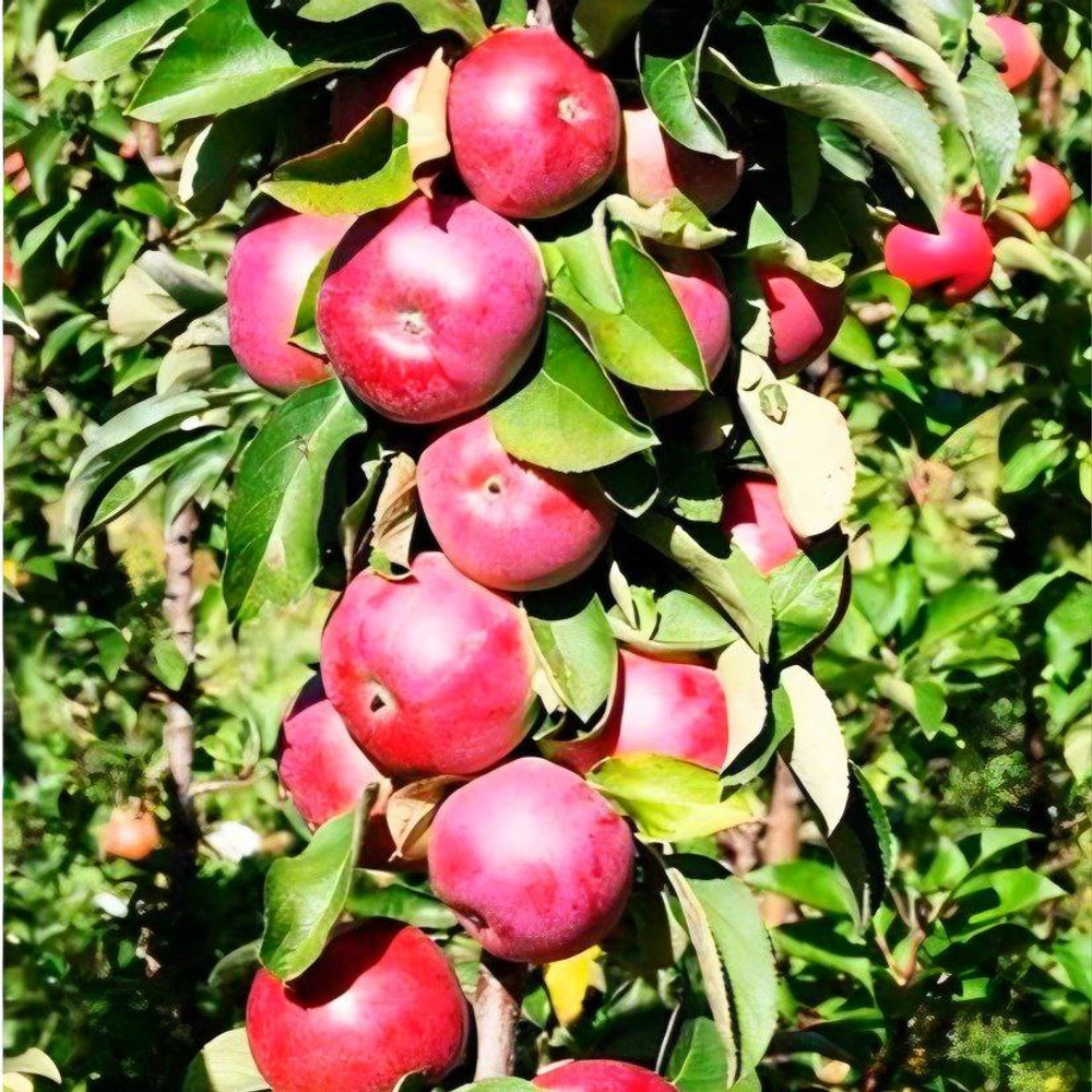 Яблоня колоновидная Арбат осенняя