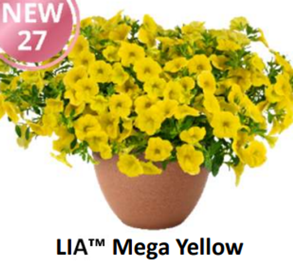 НОВИНКА 2027 ЕВРО Калибрахоа LIA Mega Yellow укоренный черенок середина ноября поставка 1
