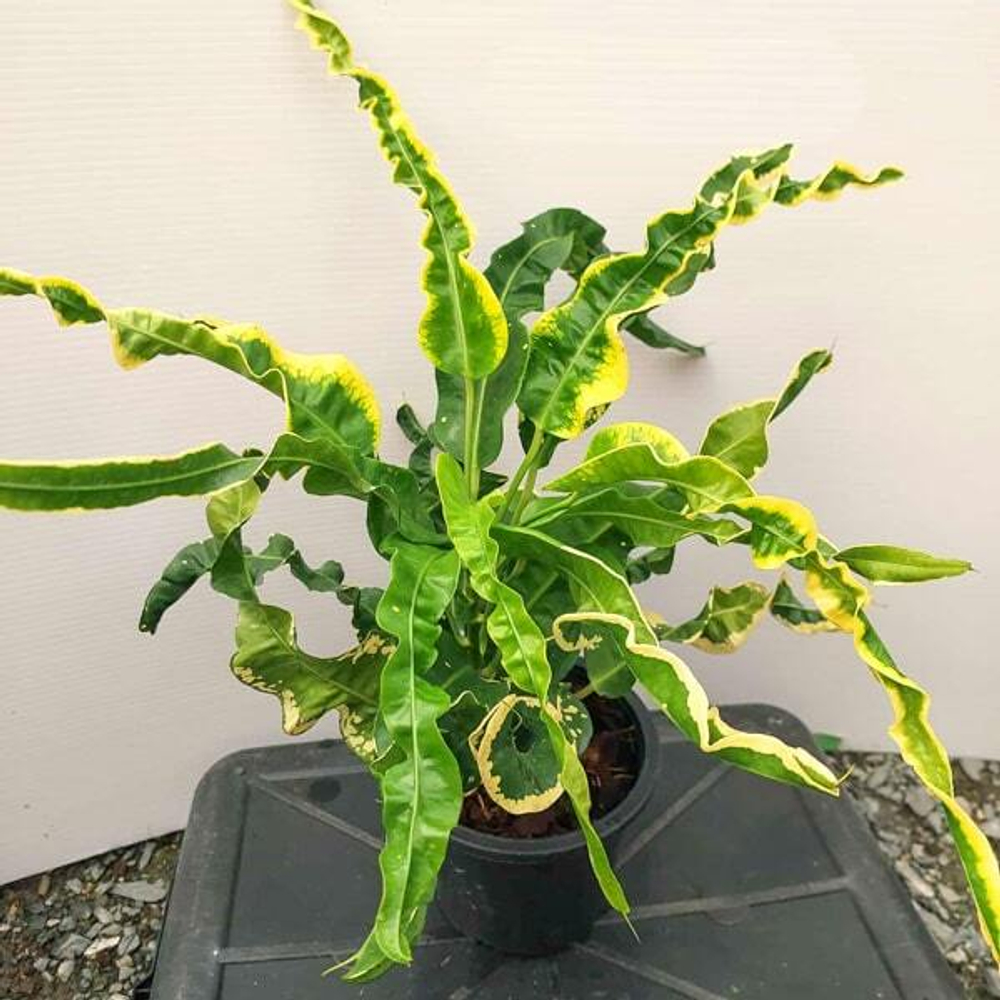 Кротон SAHAT SADECHA