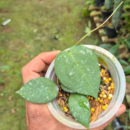 Хойя VERTICILLATA X IMBRICATA