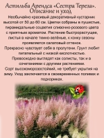 Астильба Сестра Тереза