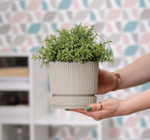 Кашпо СТРИП круглое D=110мм 0,6 л с поддоном М3245