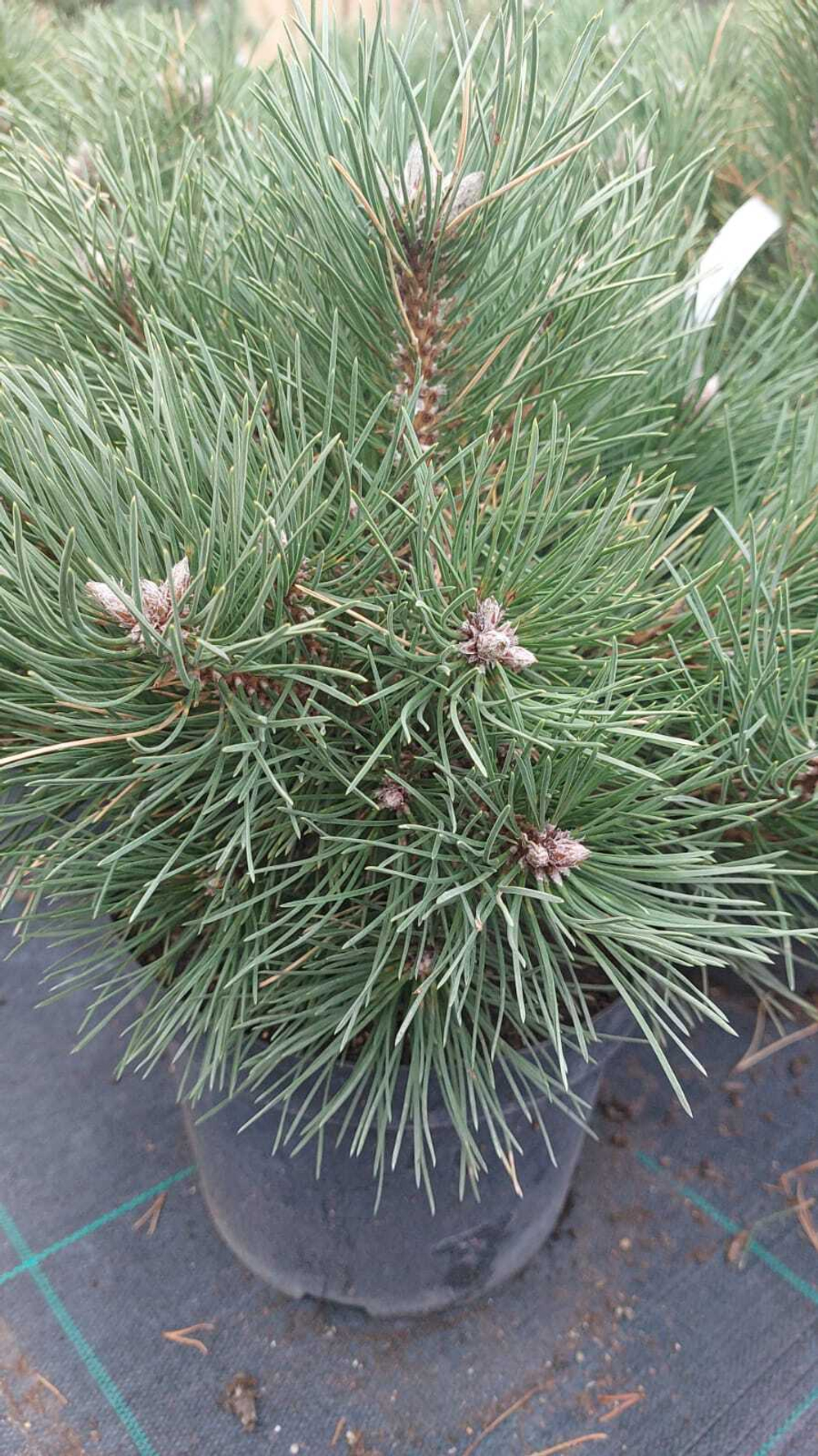 Cосна pinus nigra Nana