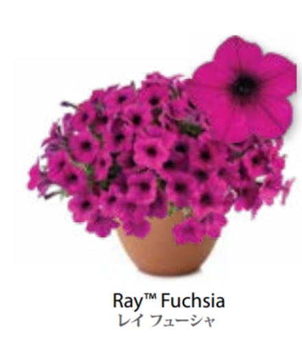 ЕВРО Petunia Ray Fuchsia укорененный черенок середина декабря 25