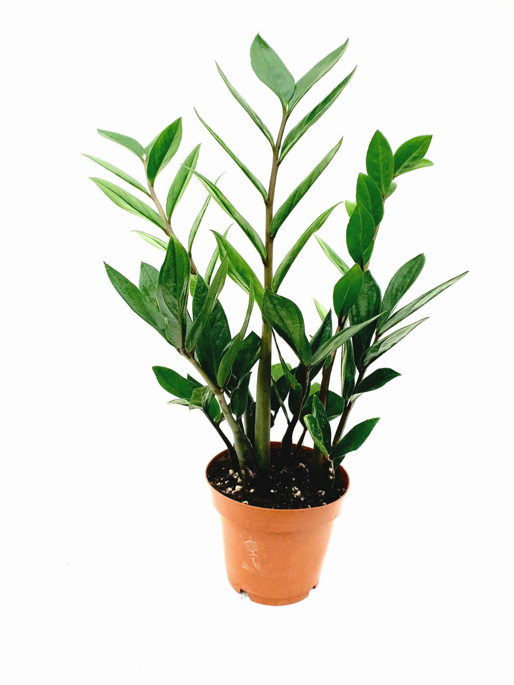 Замиокулькас