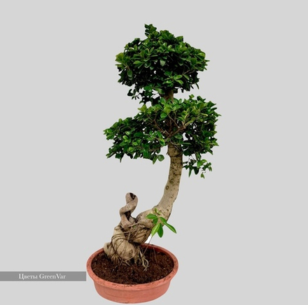 Фикус микрокарпа Гинсенг 38/90