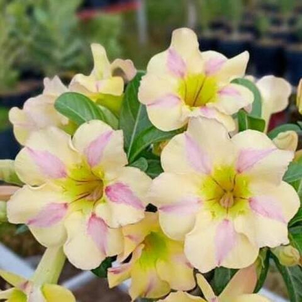 Адениум обесум 320 Xuân Mai