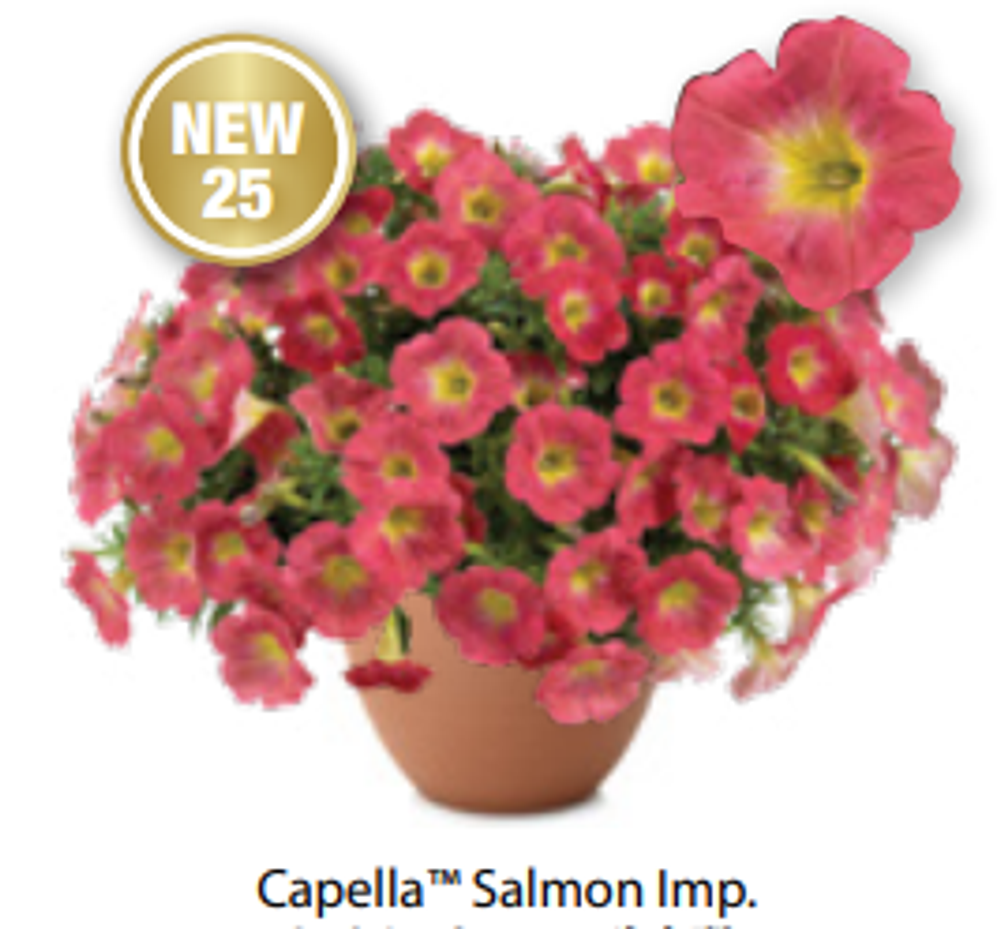 ЕВРО Петуния Capella Salmon Improoved ОКС укорененные черенки 15-20 февраля