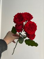 Пионовидная кустовая роза в красном оттенке