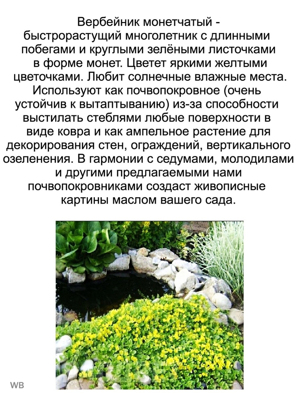 Вербейник Лизимахия монетчатый изумрудный многолетний