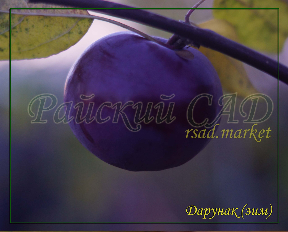 Яблоня Дарунок ( Дарунак)