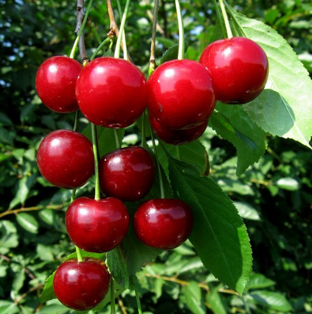 Вишня Десертная Морозовой