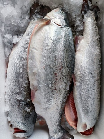 Радужная форель