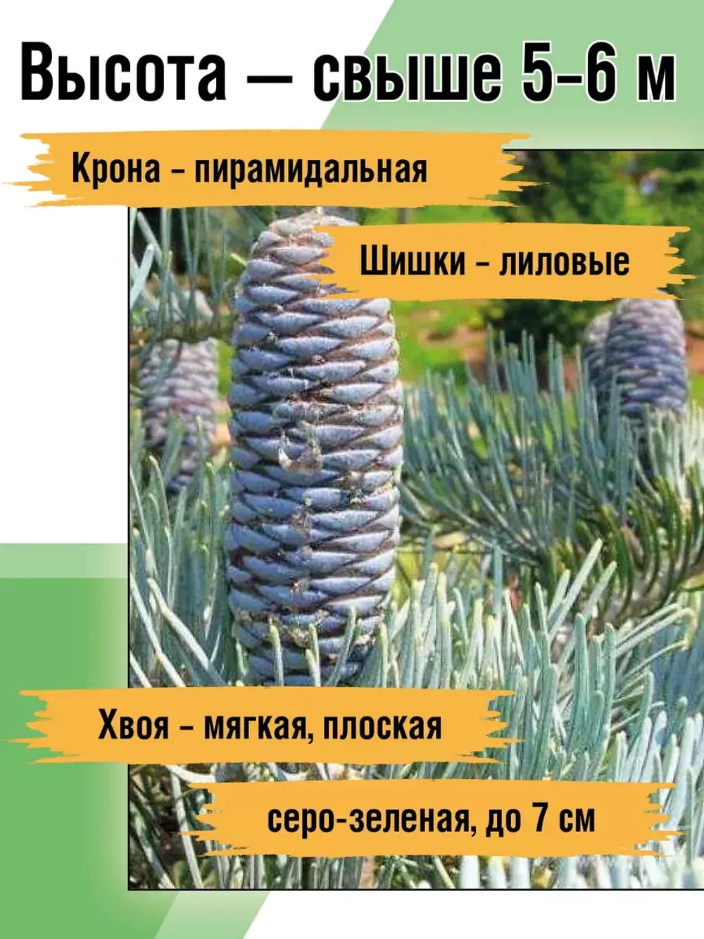 Саженец Пихта одноцветная Конколор