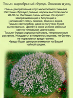 Тимьян Фредо шарообразный лимонно анисовый чабрец
