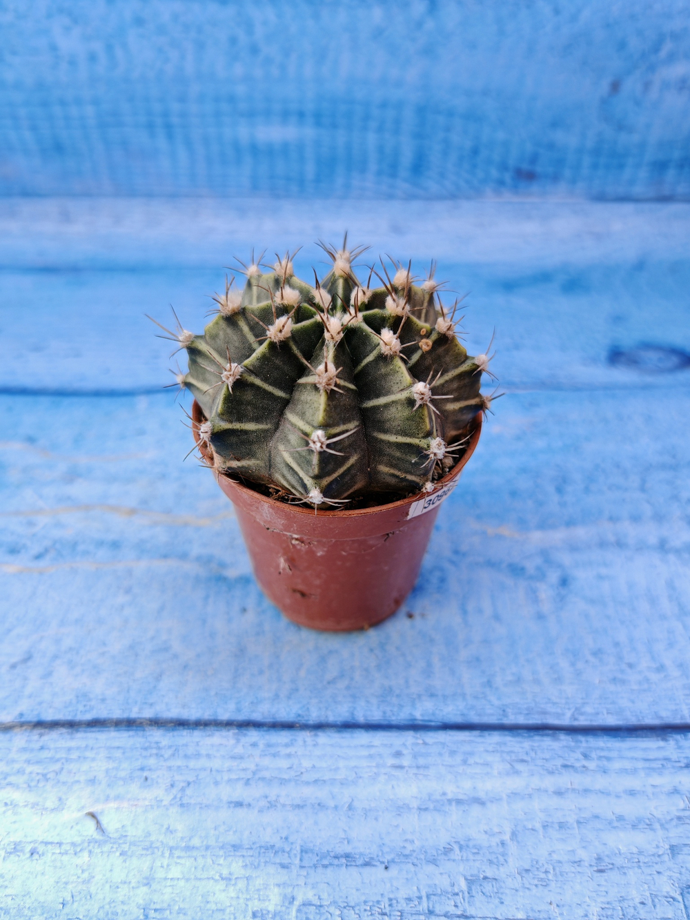 Gymnocalycium Friedrichii (Гимнокалициум)