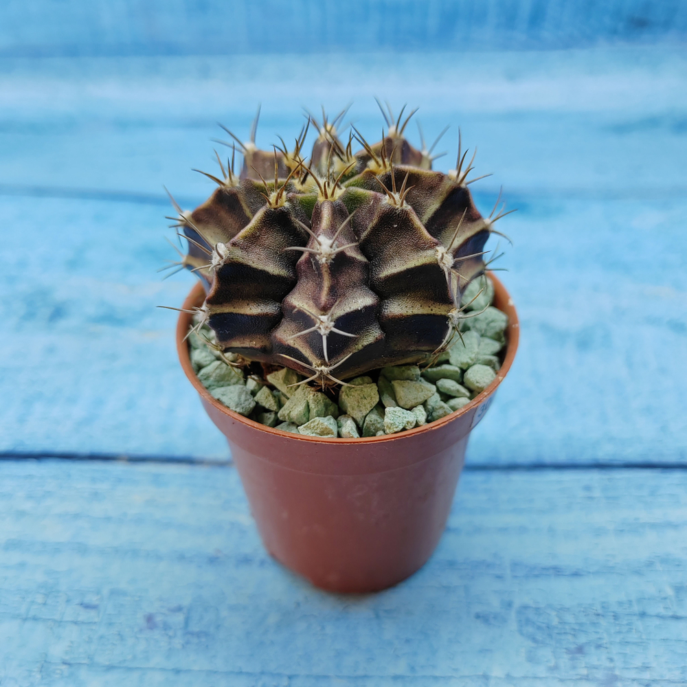 Gymnocalycium Friedrichii (Гимнокалициум)
