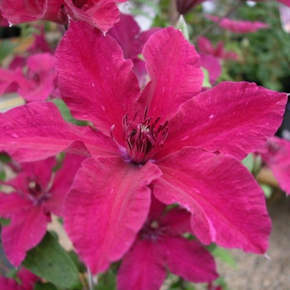 Клематис крупноцветковый Рюютель