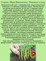 Спаржа Мэри Вашингтон деликатесная