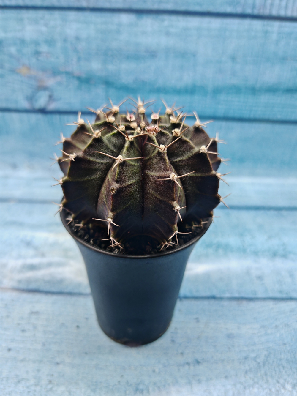 Gymnocalycium Mihanovichii black (Гимнокалициум)