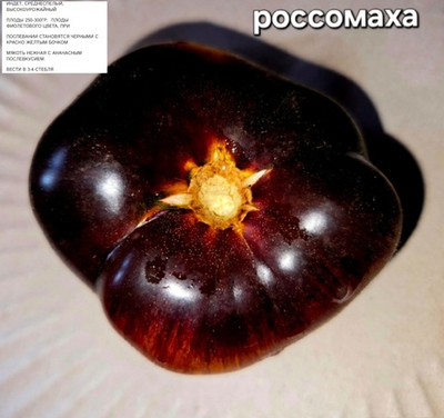 РАССАДА ТОМАТОВ С АНТОЦИАНОМ РОССОМАХА