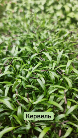 Набор для выращивания микрозелени ЛЕГКИЙ СТАРТ: семена, агровата, лотки