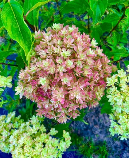 Предзаказ! Гортензия метельчатая Мечта Лесково