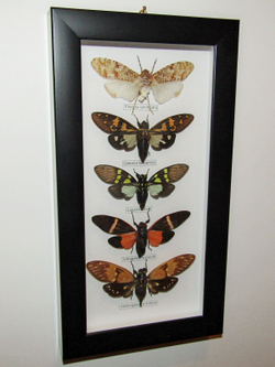 Цикады в рамке