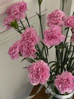 Диантус в розовом оттенке