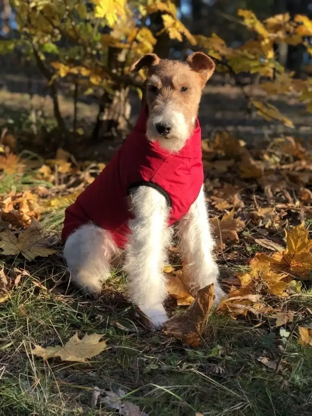 Одежда жилет для собак мелких средних крупных пород