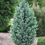 Ель колючая (голубая) Изели Фастигиата B+S 120-140