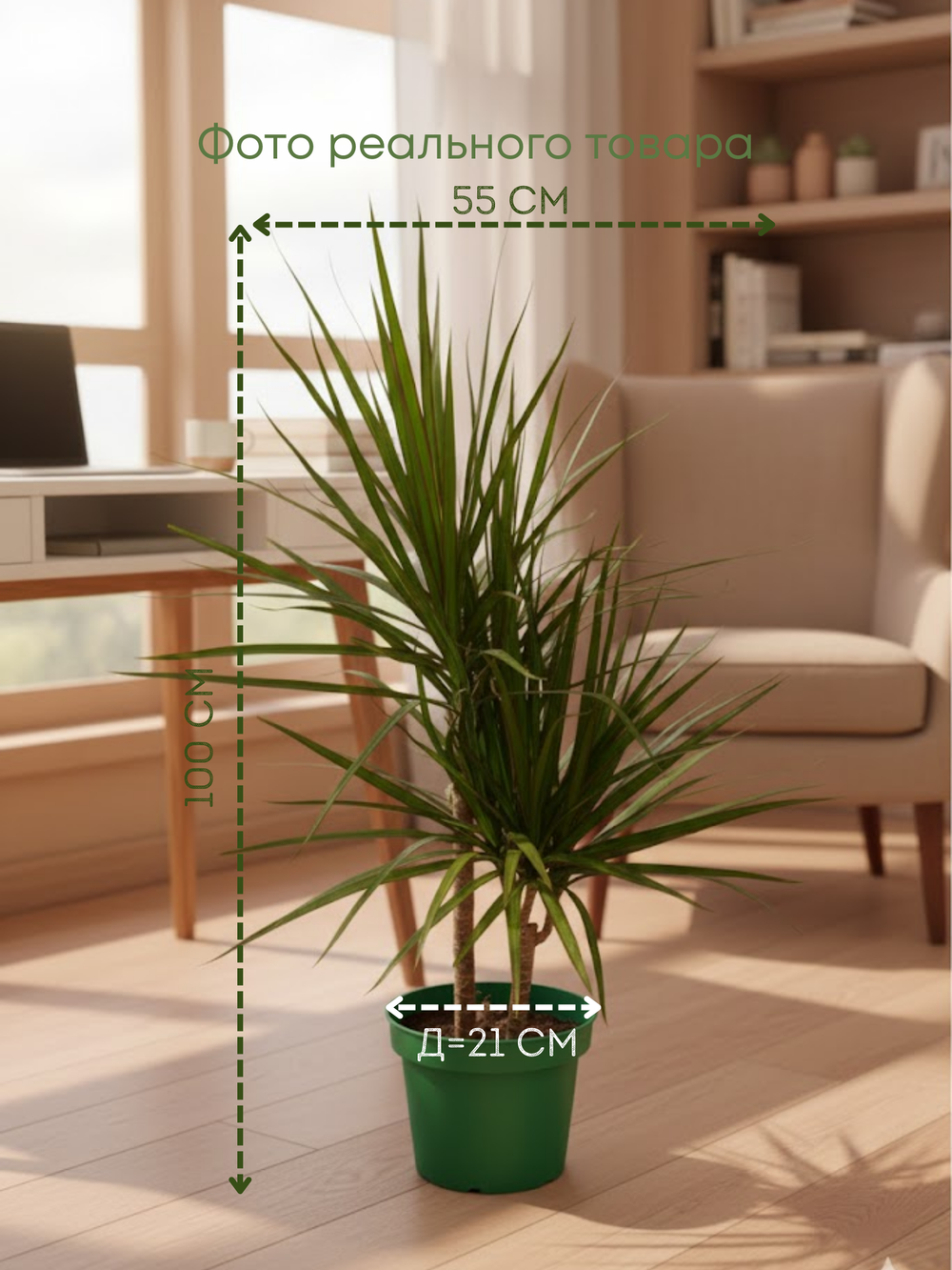 Драцена Маргината д.21